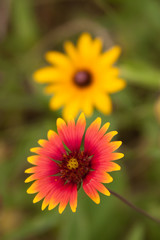rudbeckia and blanketflower