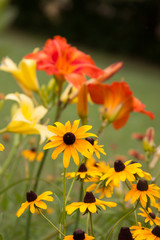 rudbeckia daylilies