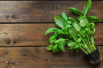 basil (flavored green ingredient used for cooking). food background. top view. copy space