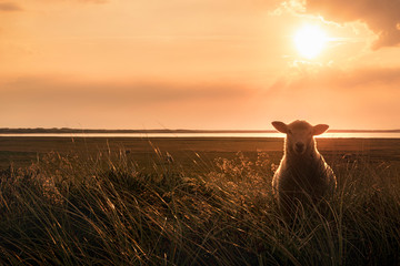 Young sheep in tall grass at sunrise