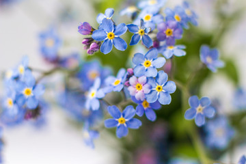 blue beautiful flower forget me not 