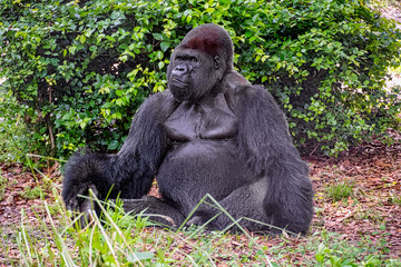 Male gorilla sitting on the ground