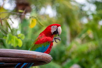 Colourful macaw birds