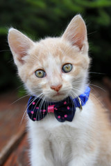 Little red cat with bow tie  - 274976985