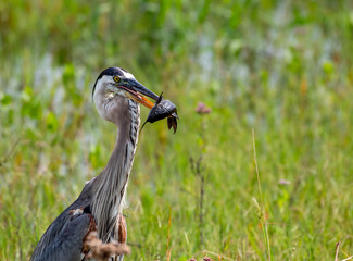 Great blue heron catches a fish for breakfast