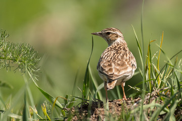 Stunning bird photo. Woodlark / Lullula arborea