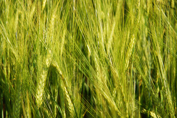 Close-up of a field of wheat in spring