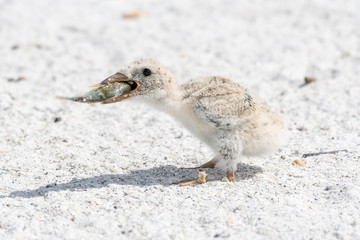 Black skimmer chick eating a fish