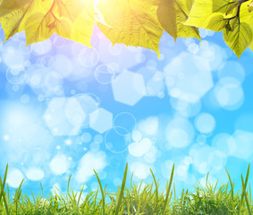 Leaves and grass against blue background with sunlight