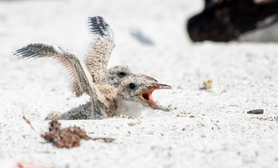 Baby black skimmer chicks in the nest flapping their wings