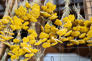 Dried Achillea Coronation Gold (Yellow Yarrow)