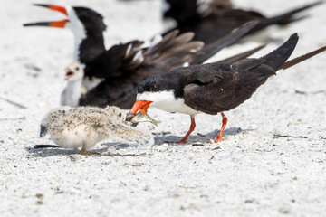 black skimmer chick being fed by the parents