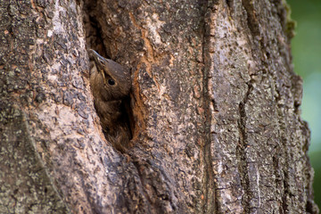 The Common Starling, Sturnus vulgaris is flying with some insect to feed its chick, the young bird is opening its beak to be feeded, pretty golden light, green background