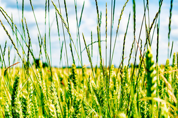 Wheat field on a Sunny day