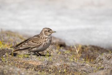 Stunning bird photo. Eurasian skylark / Alauda arvensis