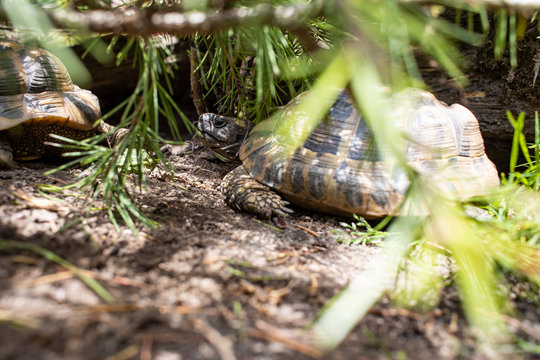 Griechische Landschildkr&ouml;te