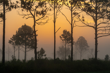 Fototapeta na wymiar Sunrise sky on a foggy morning with a silhouette of trees on the Florida plains