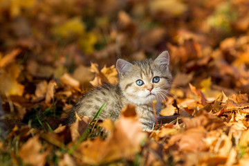 Naklejka na ściany i meble niedliches kleines British Kurzhaar Kätzchen im Herbstlaub tolle blaue Augen blicken aus goldbraunem Herbstlaub Babykatze