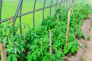 Fototapeta na wymiar Blooming tomatoes in the greenhouse.