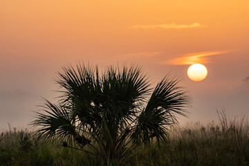 Lone palm tree in the field with the sun rise behind it.