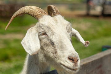 white goat with horns peeking out from behind the fence