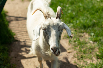 white goat with horns peeking out from behind the fence
