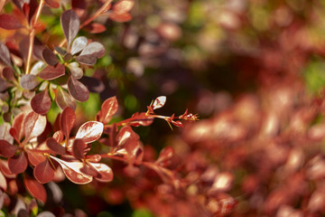 Bright red-green color bush barberry. Young branches with shiny leaves. Blurred background for text