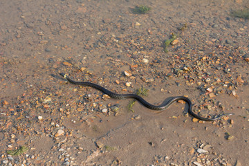 Grass snake, European non-poisonous snake in natural habitat
