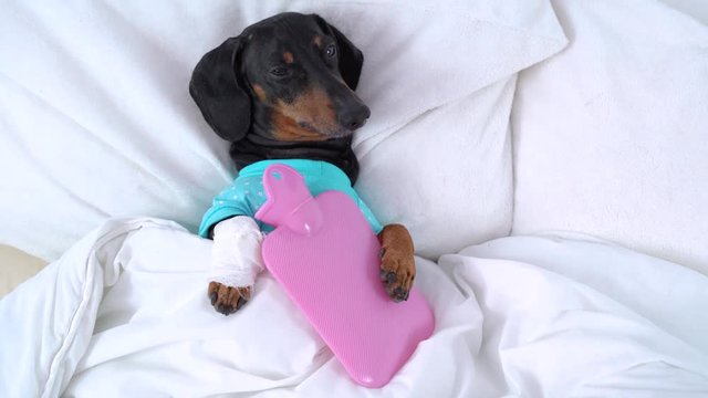 dachshund dog, black and tan, in bed with high fever temperature, wrapped in a bandage paw, ice water bag under the paw