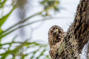 Red shouldered hawk stares me down