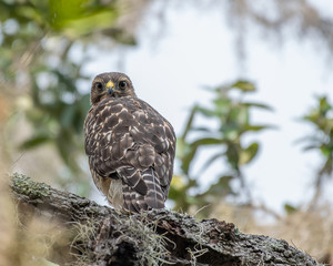 Red shouldered hawk perched in a tree