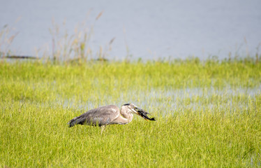 Great blue heron catches a fish for breakfast