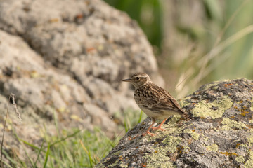 Stunning bird photo. Woodlark / Lullula arborea