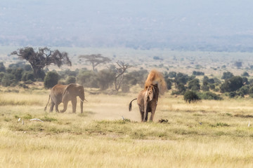 Elephant dusting in the heat of Amboseli