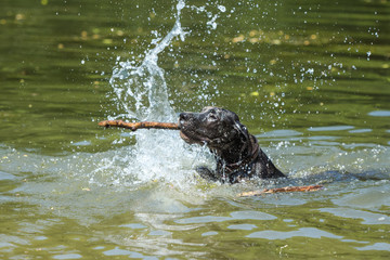 Young german mastiff (deutsche dogge) splashing in water swimming back to owner