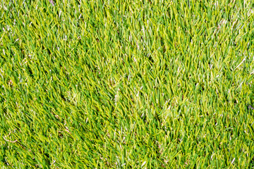 Artificial turf green grass