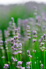 Field of organic lavender flowers , summer concept, farm which produces lavender oil