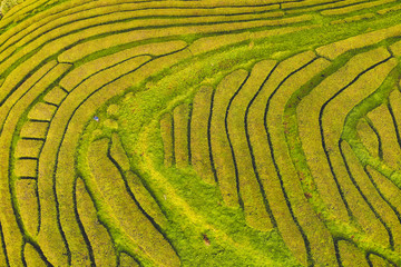 Plantações de Chã nos Açores