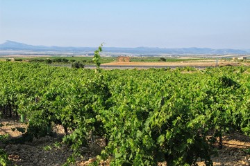 Fototapeta na wymiar Landscape of vineyards in Jumilla, Murcia province