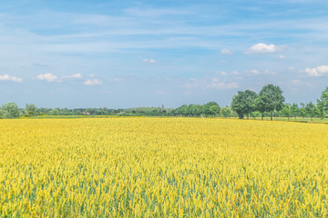 Fototapeta premium Wheat growin in Dutch landscape