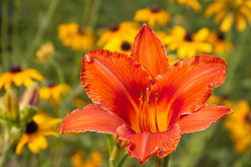 Fototapeta premium orange daylily and rudbeckia