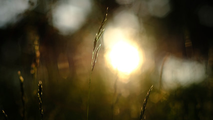 tall blades of grass in backlight with a meadow and sun out of focus in the background