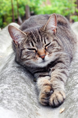 Fototapeta na wymiar Tabby cat lying on a slate roof and resting
