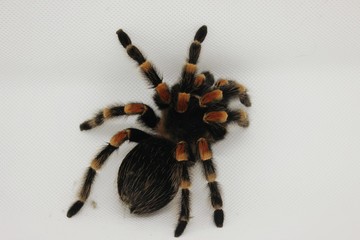 tarantula on white background