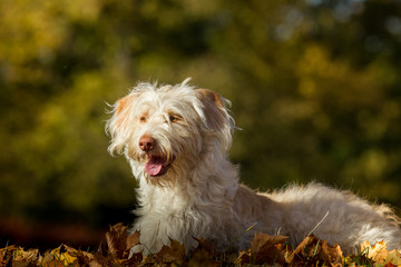 Mischlingshündin im Herbst
