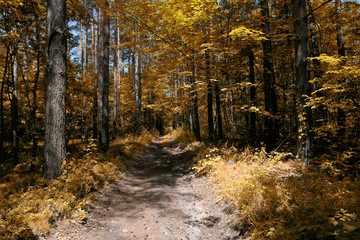 Autumn in the forest. A small road is heading into a bush. There are a lot of yellow trees around.