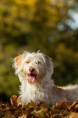 Mischlingshündin im Herbst