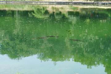 large fish (pelengas) on a hot summer day in the lake