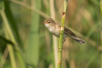 Naklejka premium Stunning bird photo. Eurasian reed warbler / Acrocephalus scirpaceus