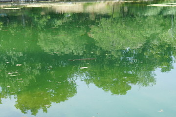 Fototapeta na wymiar large fish (pelengas) on a hot summer day in the lake